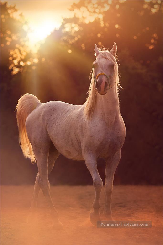 cheval dans le coucher du soleil réaliste de la photo Peintures à l'huile